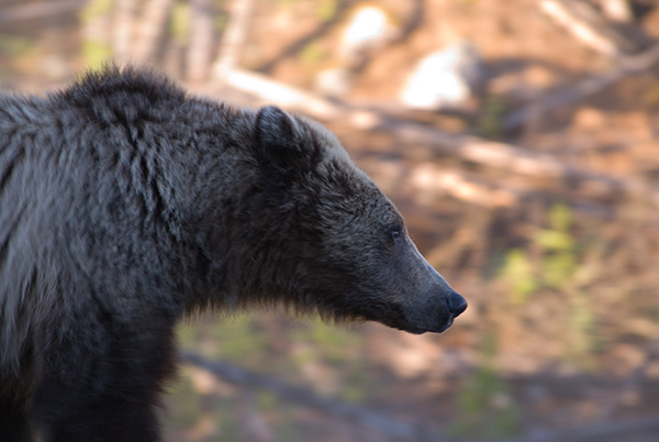 Yellowstone grizzly